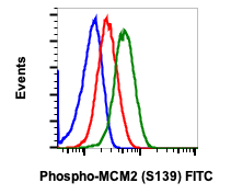 Phospho-MCM2 (Ser139) (B12) rabbit mAb FITC conjugate Antibody
