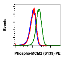 Phospho-MCM2 (Ser139) (B12) rabbit mAb PE conjugate Antibody