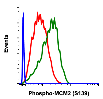 Phospho-MCM2 (Ser139) (B12) rabbit mAb Antibody