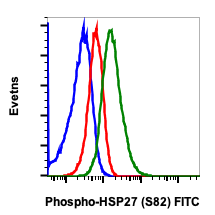 Phospho-HSP27 (Ser82) (CB2) rabbit mAb FITC conjugate Antibody