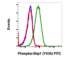 Phospho-Shp1 (Tyr536) (2A7) rabbit mAb FITC conjugate Antibody