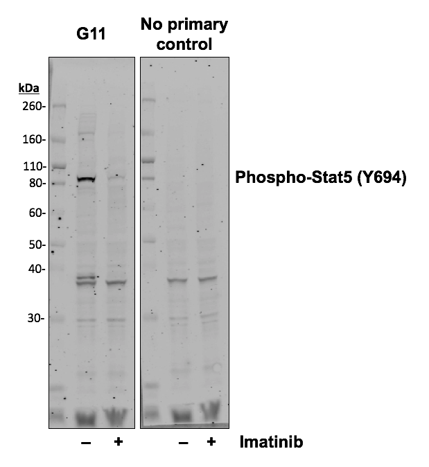 Phospho-Stat5 (Tyr694) (G11) rabbit mAb Antibody