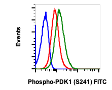 Phospho-PDK1 (Ser241) (F7) rabbit mAb FITC conjugate Antibody