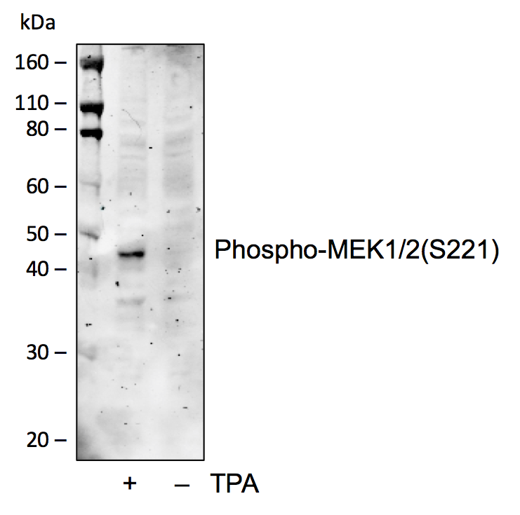 Phospho-MEK1/2 (Ser221) (D3) rabbit mAb Antibody