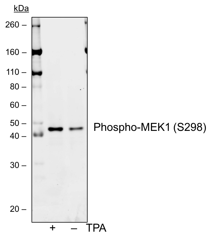 Phospho-MEK1 (Ser298) (H8) rabbit mAb Antibody
