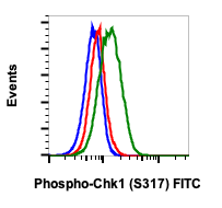 Phospho-Chk1 (Ser317) (G1) rabbit mAb FITC conjugate Antibody