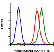 Phospho-RelB (Ser552) (A7) rabbit mAb FITC conjugate Antibody