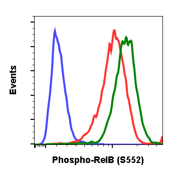 Phospho-RelB (Ser552) (A7) rabbit mAb Antibody