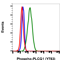 Phospho-PLCγ1 (Tyr783) (C4) rabbit mAb PE conjugate Antibody