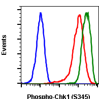 Phospho-Chk1 (Ser345) (R3F9) rabbit mAb Antibody