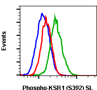 Phospho-KSR1 (Ser392) (3A4) rabbit mAb SureLight conjugate Antibody