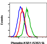 Phospho-KSR1 (Ser392) (3A4) rabbit mAb SureLight conjugate