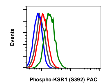 Phospho-KSR1 (Ser392) (3A4) rabbit mAb APC conjugate-10 Tests Antibody