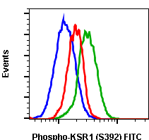 Phospho-KSR1 (Ser392) (3A4) rabbit mAb FITC conjugate Antibody
