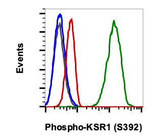 Phospho-KSR1 (Ser392) (3A4) rabbit mAb PE conjugate