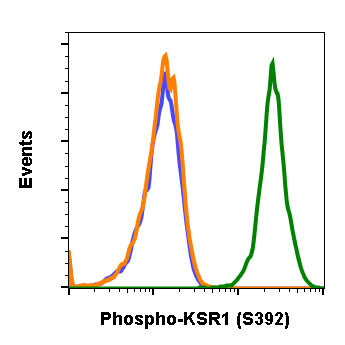 Phospho-KSR1 (Ser392) (3A4) rabbit mAb Antibody