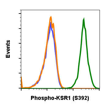 Phospho-KSR1 (Ser392) (3A4) rabbit mAb