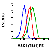 Phospho-MSK1 (Thr581) (A5) rabbit mAb PE conjugate Antibody