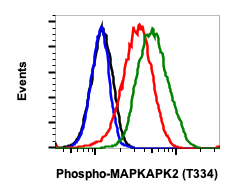 Phospho-MAPKAPK2 (Thr334) (H2) rabbit mAb Antibody