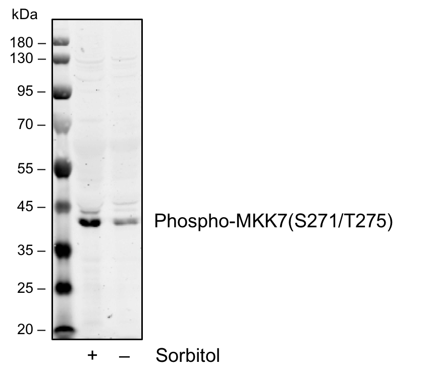 Phospho-MKK7 (Ser271/Thr275) (R4F9) rabbit mAb Antibody