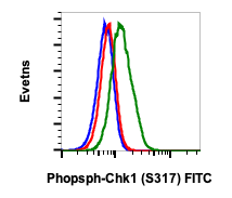 Phospho-Chk1 (Ser317) (F10) rabbit mAb FITC conjugate Antibody
