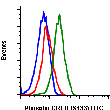 Phospho-CREB (Ser133) (4D11) rabbit mAb FITC conjugate Antibody