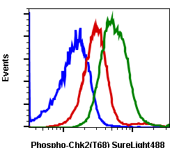 Phospho-Chk2 (T68) (D12) rabbit mAb SureLight488 conjugate Antibody