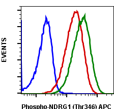 Phospho-NDRG1 (Thr346) (F5) rabbit mAb APC conjugate Antibody