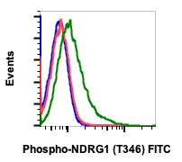 Phospho-NDRG1 (Thr346) (F5) rabbit mAb FITC conjugate Antibody