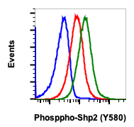 Phospho-Shp2 (Tyr580) (4A2) rabbit mAb APC conjugate Antibody