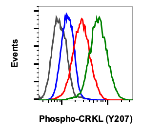 Phospho-CrkL (Tyr207) (G4) rabbit mAb Antibody