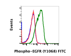 Phospho-EGFR (Tyr1068) (E5) rabbit mAb FITC conjugate Antibody