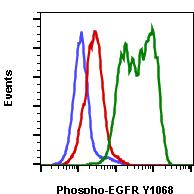 Phospho-EGFR (Tyr1068) (E5) rabbit mAb PE conjugate Antibody