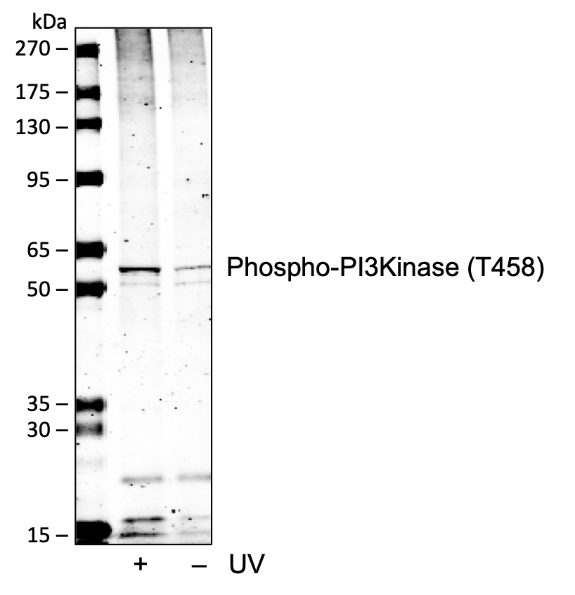 Phospho-PI3 Kinase p85 (Tyr458)/p55 (Tyr199) (1A11) rabbit mAb
