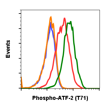 Phospho-ATF2 (Thr71) (G3) rabbit mAb Antibody
