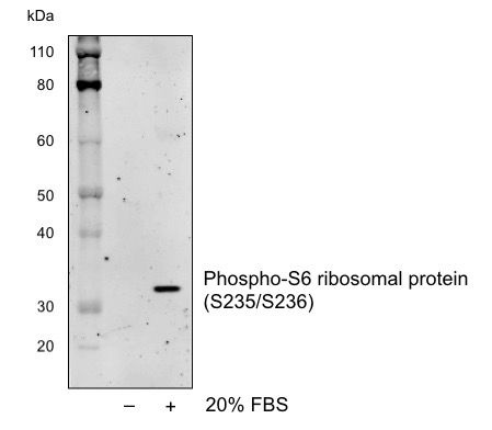 Phospho-S6 Ribosomal Protein (Ser235/236) (R3A2) rabbit mAb Antibody