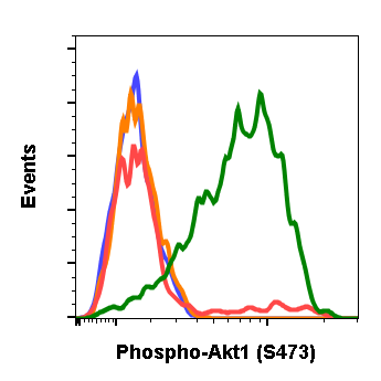 Phospho-Akt1 (Ser473) (C7) rabbit mAb