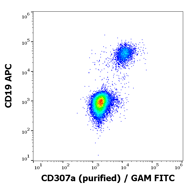 CD307a Antibody