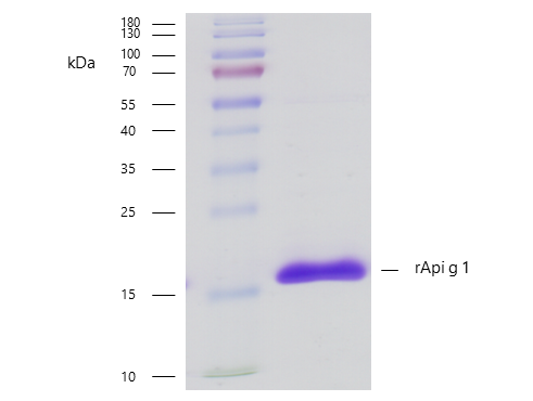 rApi g 1 (Apium graveolens 1.0101)