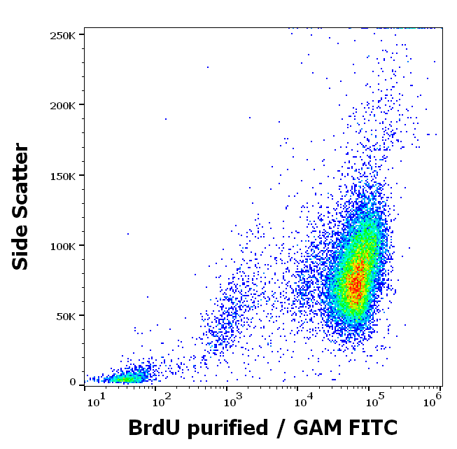Anti-BrdU Purified