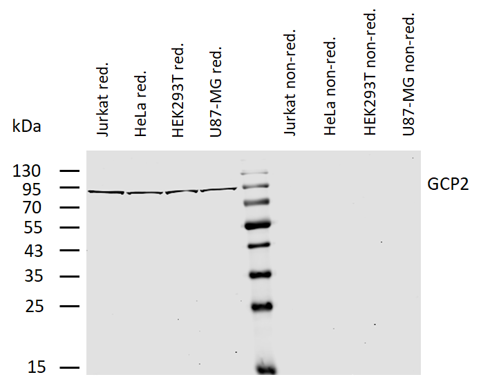Gamma-tubulin complex component 2 antibody