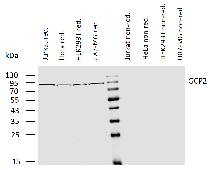 Anti-gamma-Tubulin GCP2 Purified