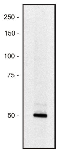 PCLO antibody