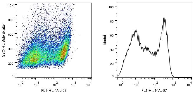 SCIMP antibody