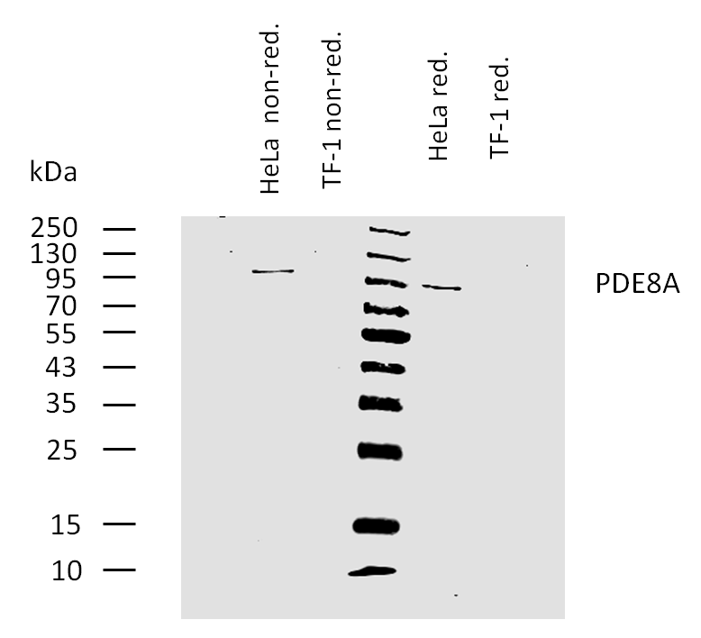 PDE8a antibody