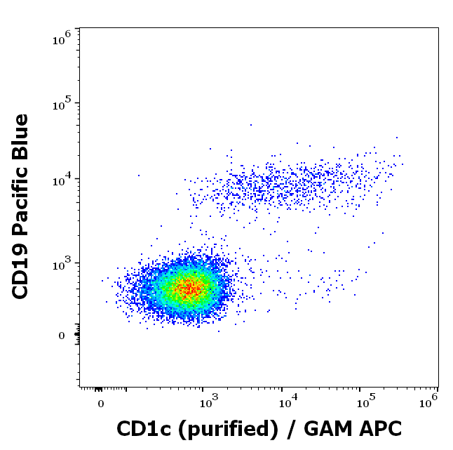 CD1c antibody