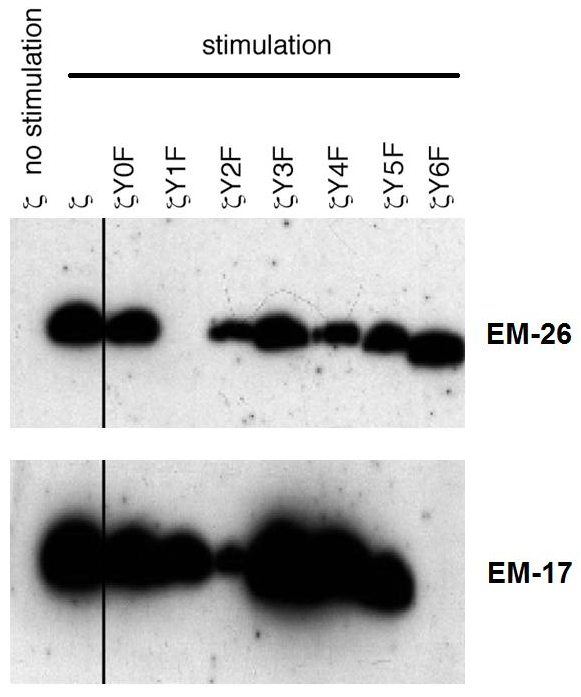 Anti-Hu CD3 zeta (pY72) Purified