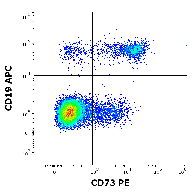 Anti-Hu CD73 PE