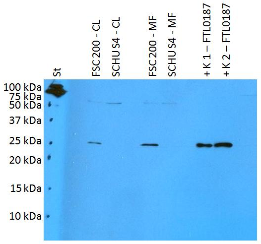 FTL0187 antibody