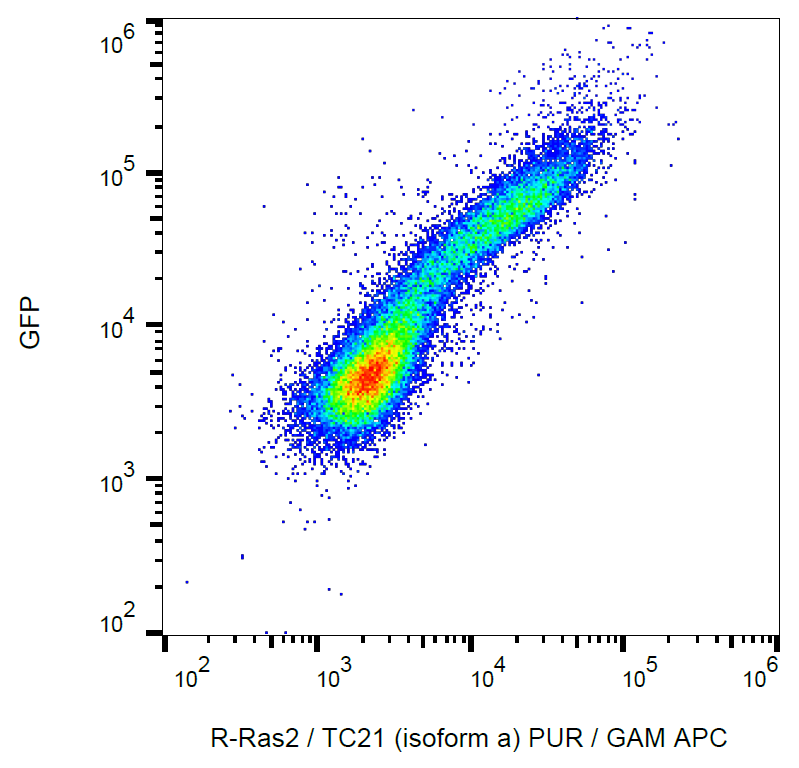 TC21 antibody